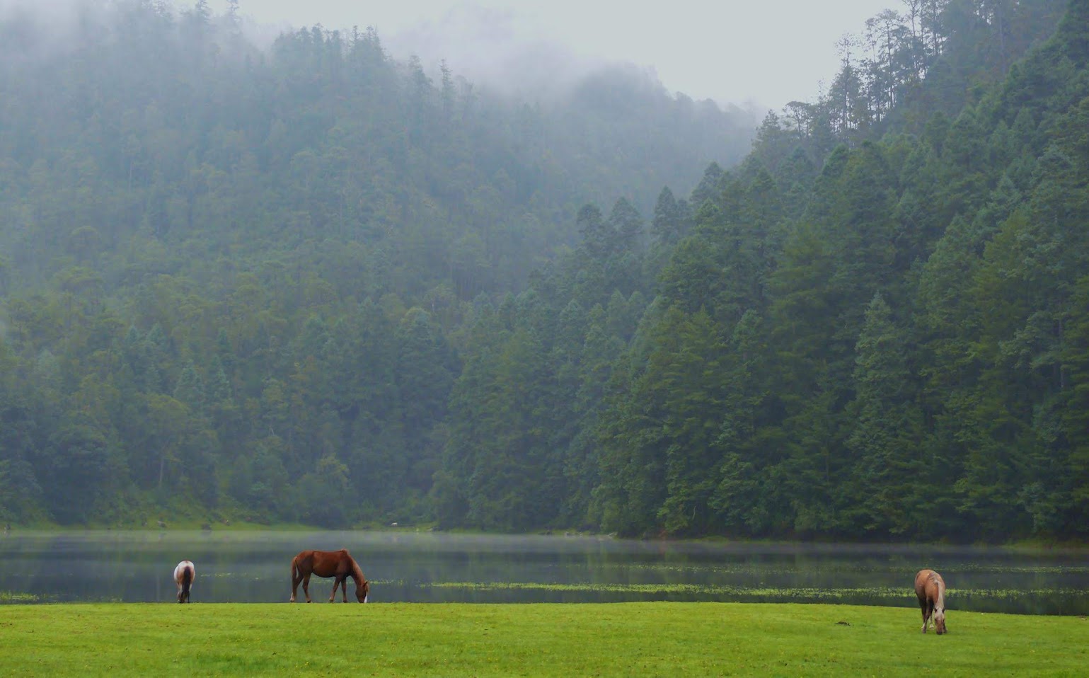 Gran Bosque de Agua — caballos pastando a la orilla del lago entre bosque de niebla